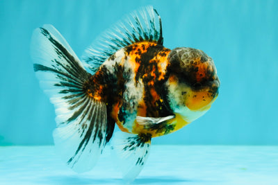 AAA Grade Calico Oranda Male 5 inches #070326OR_06