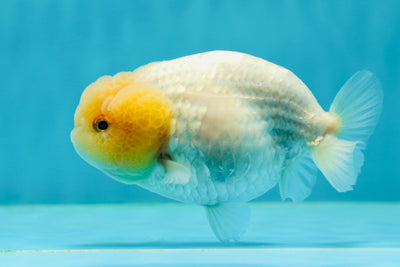 Baby Lipsticks Lemonhead Snow White Lionchu Female 3.5-4 inches #0202LC_15