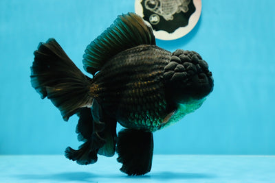 AAA Grade Godzilla Black Oranda Male 6 inches #1027OR_25