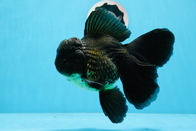 Oranda macho de cola rosa de grado AAA, color negro, 6,5 pulgadas, n.º 0726OR_13
