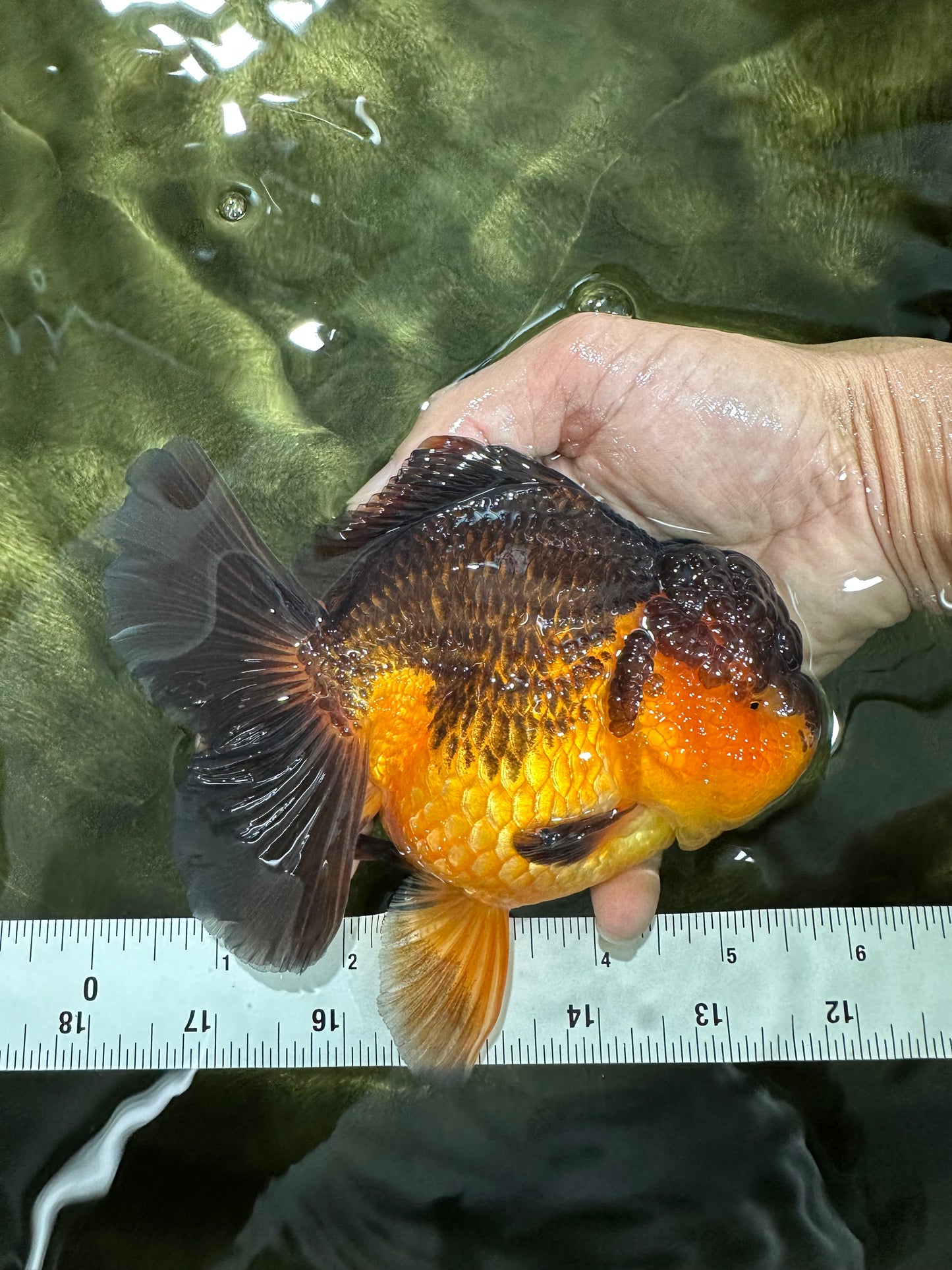 A Grade Apache Oranda Male 5.5-6 inches #060625OR_30