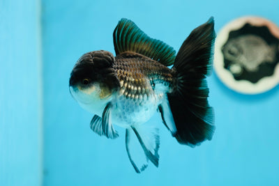 Panda Oranda Male 4.5-5 inches #0915OR_10