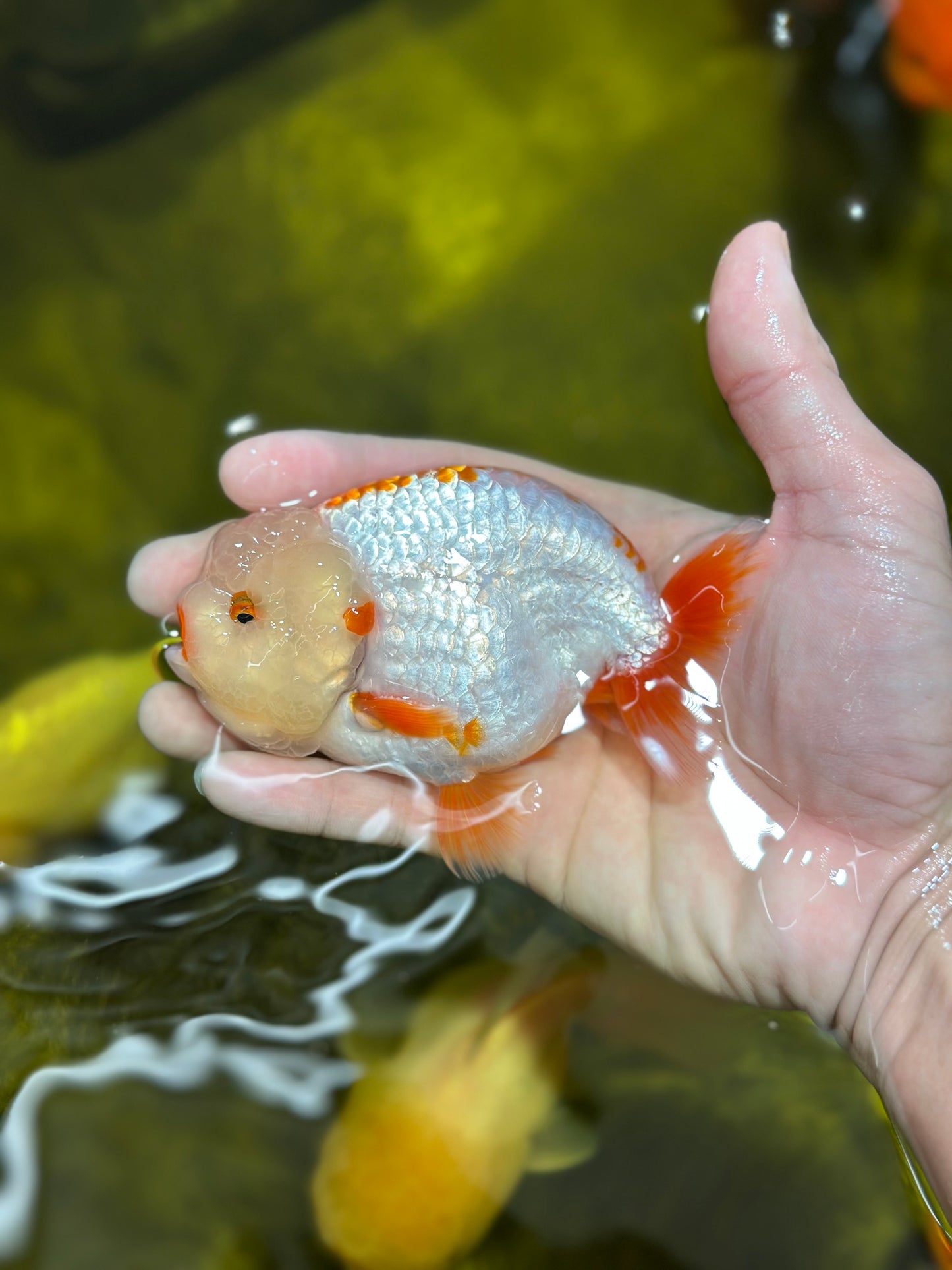 AAA Grade Chicken Red White Lipsticks LionKing 4-4.5 inches #013125LC_02