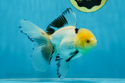 A Grade Pompom Lemonhead Oranda Male 5 inches #021425OR_11