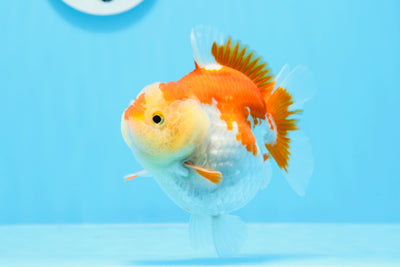 Yuanbao hembra rojo y blanco de grado AAA de 4 pulgadas n.° 0628YB_31