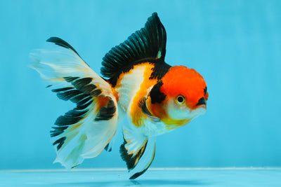 A Grade Super Tricolor Oranda Male 4.5 inches #032125OR_24