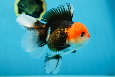 A Grade Tricolor Oranda Female 5-5.5 inches #080825OR_12