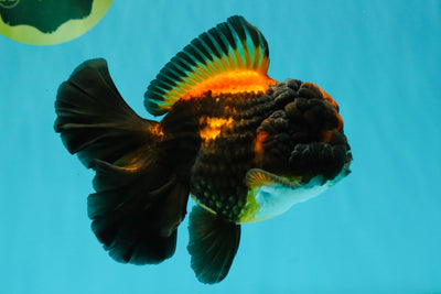UNIQUE A Grade Lava Apache Oranda Male 5.5 inches #050826OR_04