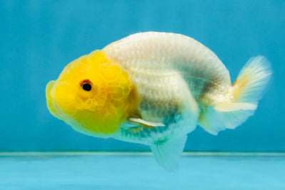 White Lionchu Female 3.5-4 inches #121225LC_14