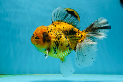 A Grade Jumbo Tiger Oranda Female 7.5-8 inches #032125OR_25