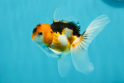 Butterfly Tail Tricolor Oranda Male 3.5 inches #1004OR_29