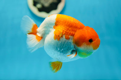 AAA Grade Red White LionKing 5-5.5 inches #0804LC_05