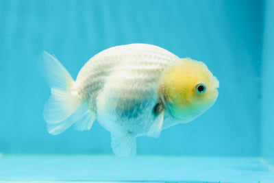 😙 Baby Pompoms Lemonhead Lionchu Male 3.5 inches #0301LC_01