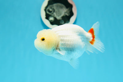 New ✨ Bright Lemonhead Red White Lionchu Female 4-4.5 inches #0426LC_06