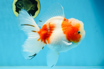 LOVELY A Grade Sakura Oranda Female 5.5 inches #102425OR_23