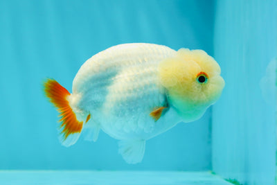 👶 Baby Lemonhead Orange Tail Lionchu Female 3.5 inches #0216LC_19