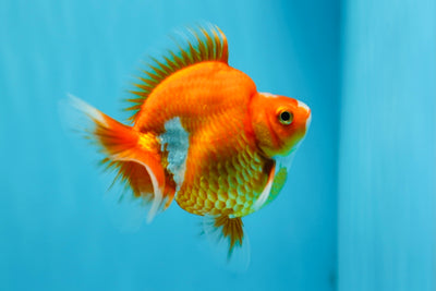 AAA Grade Red White Humphy Ryukin Male 4 inches #0929RK_10