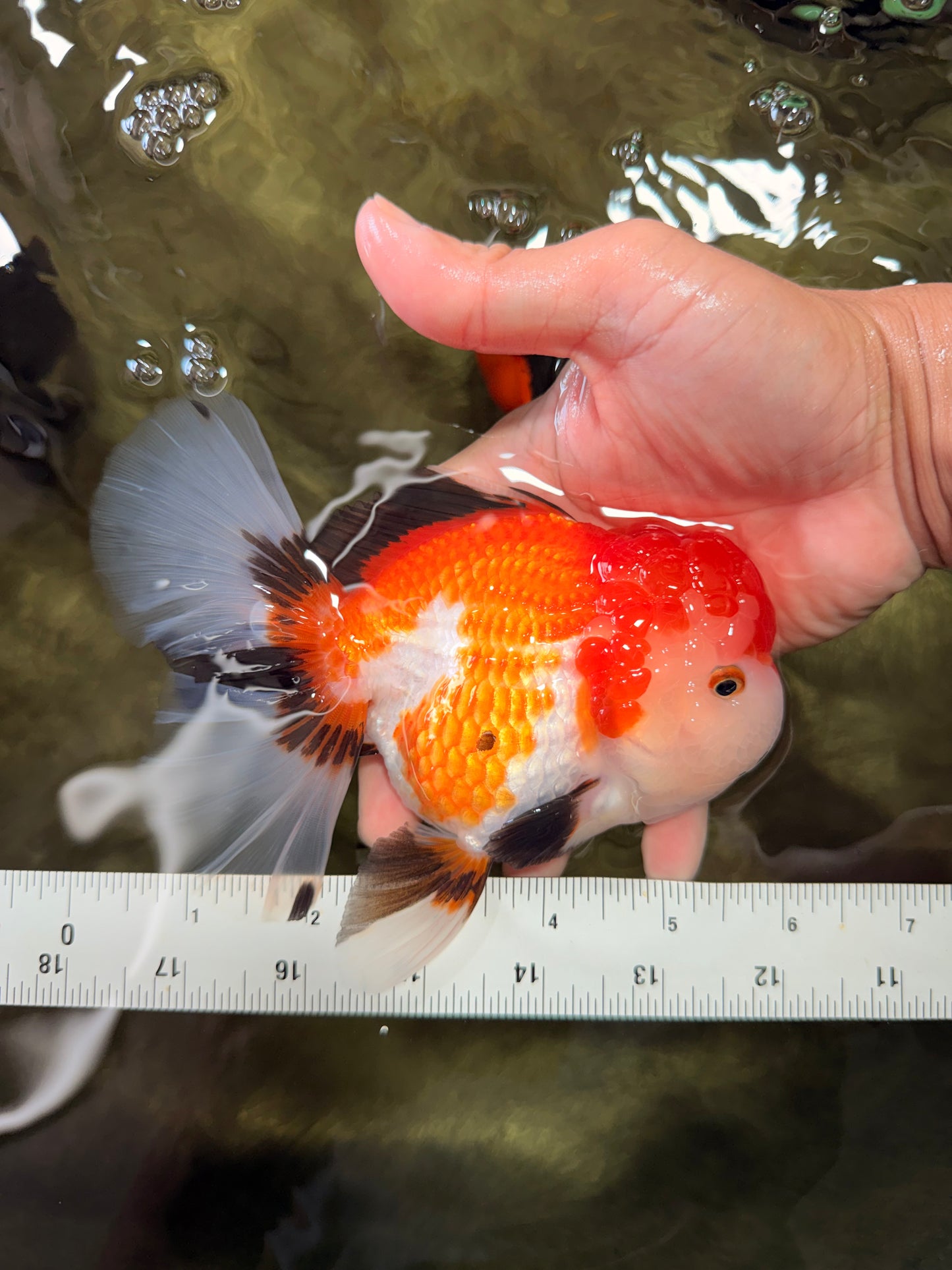 A Grade Tricolor Oranda Female 6 inches #082126OR_10