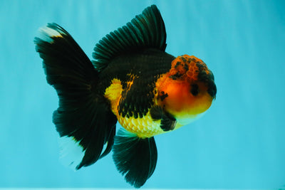 LAVA AAA Grade Apache Oranda Male 5.5 inches #100926OR_21