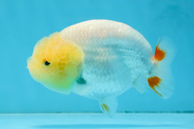 AAA Grade Young Red White LionQueen 4 inches #101025LC_11