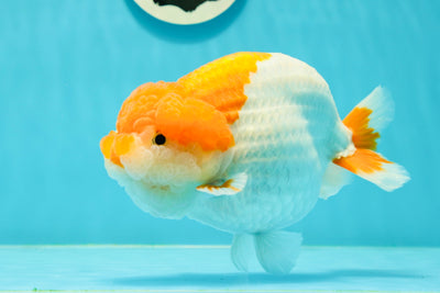 AAA Grade 🍊 Orange Red White LionQueen 6 inches #0405LC_15