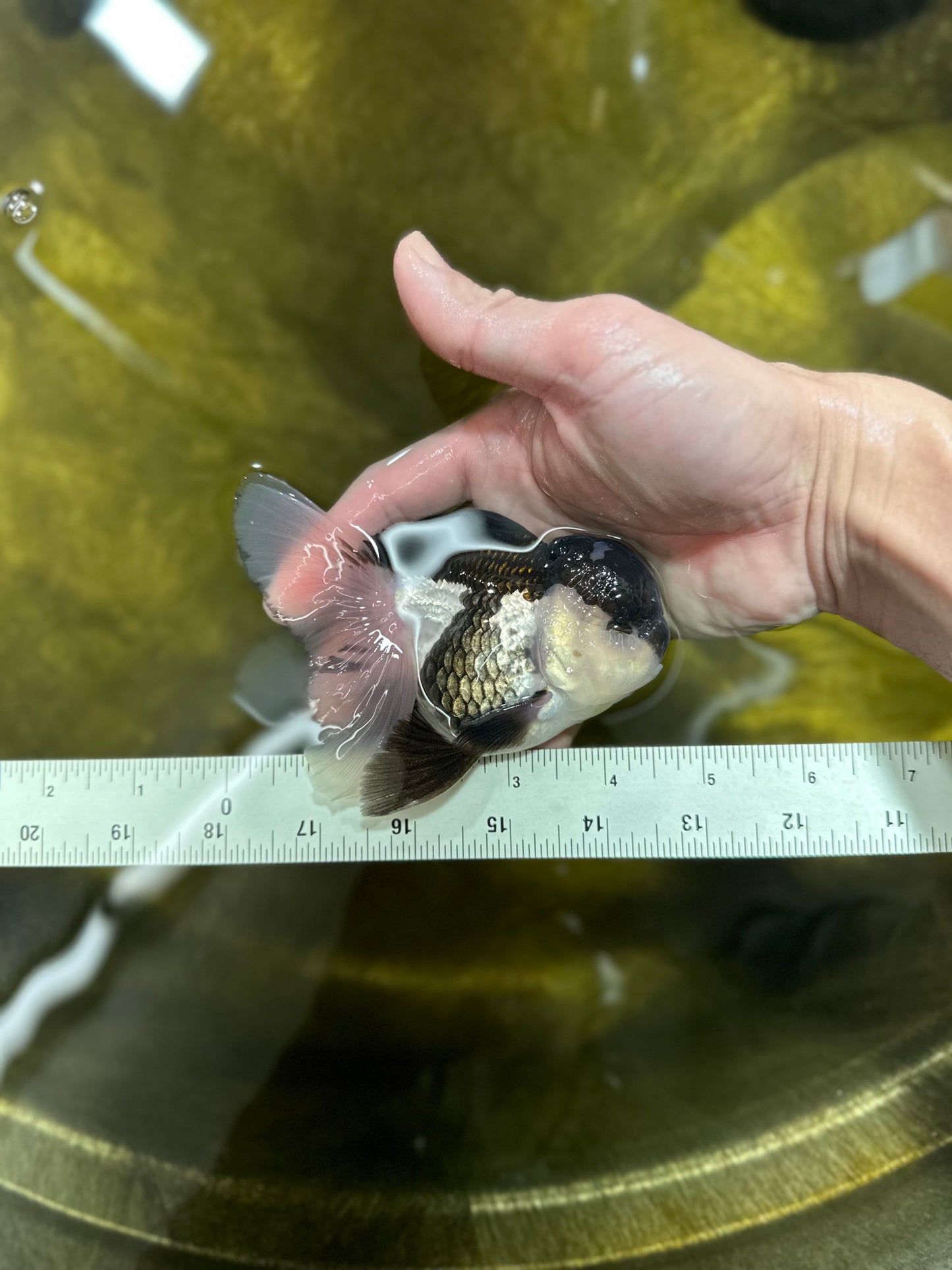 A Grade BULL DOG Panda Oranda Male 4.5 inches #022125OR_14