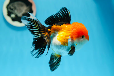 AAA Grade Tricolor Oranda Female 5 inches #0901OR_06