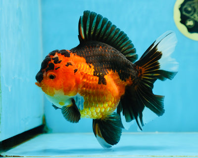 AAA Grade Godzilla Apache Oranda Female 6.5 inches #081525OR_13