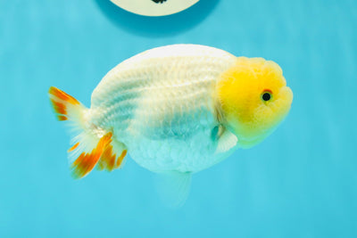 Lemonhead Lionchu Male 4.5 inches #0329LC_14