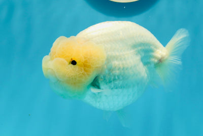 AAA Grade Premium Lemonhead Snow White LionQueen 4.5-5 inches #1124LC_09