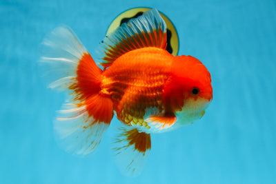 AAA Grade Young Godzilla Red White Oranda Male 6-6.5 inches #081525OR_10
