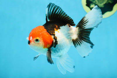 A Grade Young Tricolor Oranda Male 4.5 inches #061325_01