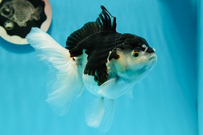 Panda oranda hembra de 5 pulgadas redondeada #122223OR_05