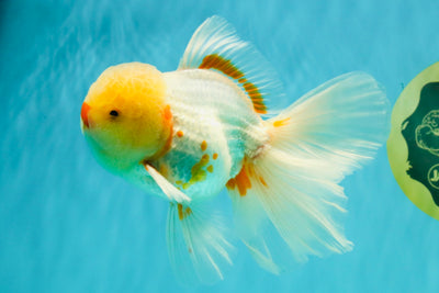 CHICKIE A Grade Red White Oranda Male 6 inches #090426OR_12