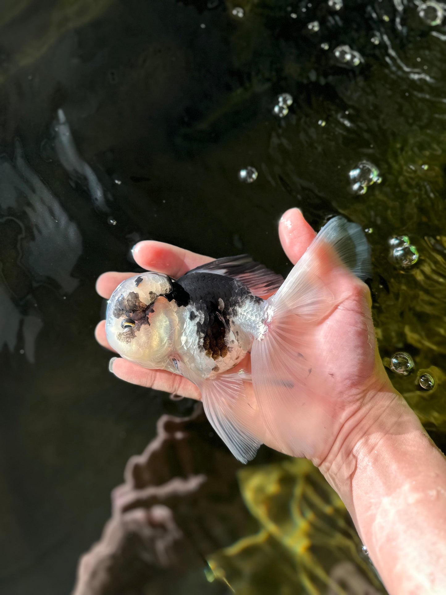 A Grade Panda Oranda Male 5.5 inches #031425OR_17