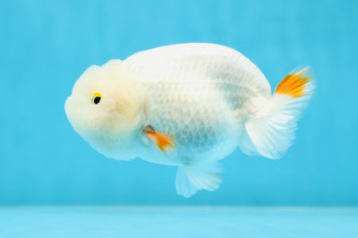 Adorable Snow White Lionchu Female 3.5-4 inches #022825LC_21