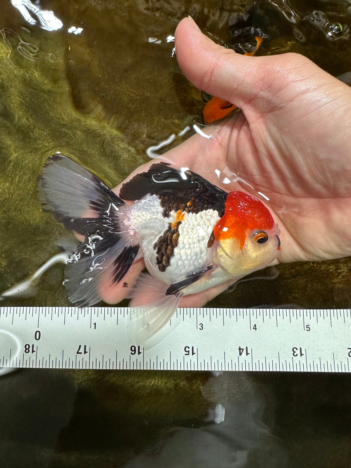 A Grade Young Tricolor Oranda Male 4.5 inches #061325_01