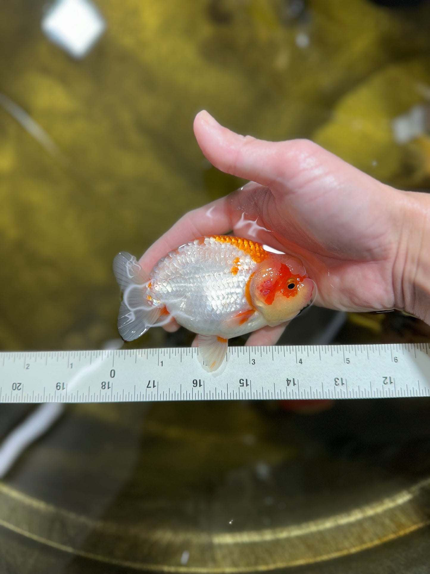 A Grade Bulldog Chonky Red White LionKing 4.5 inches #022125LC_23