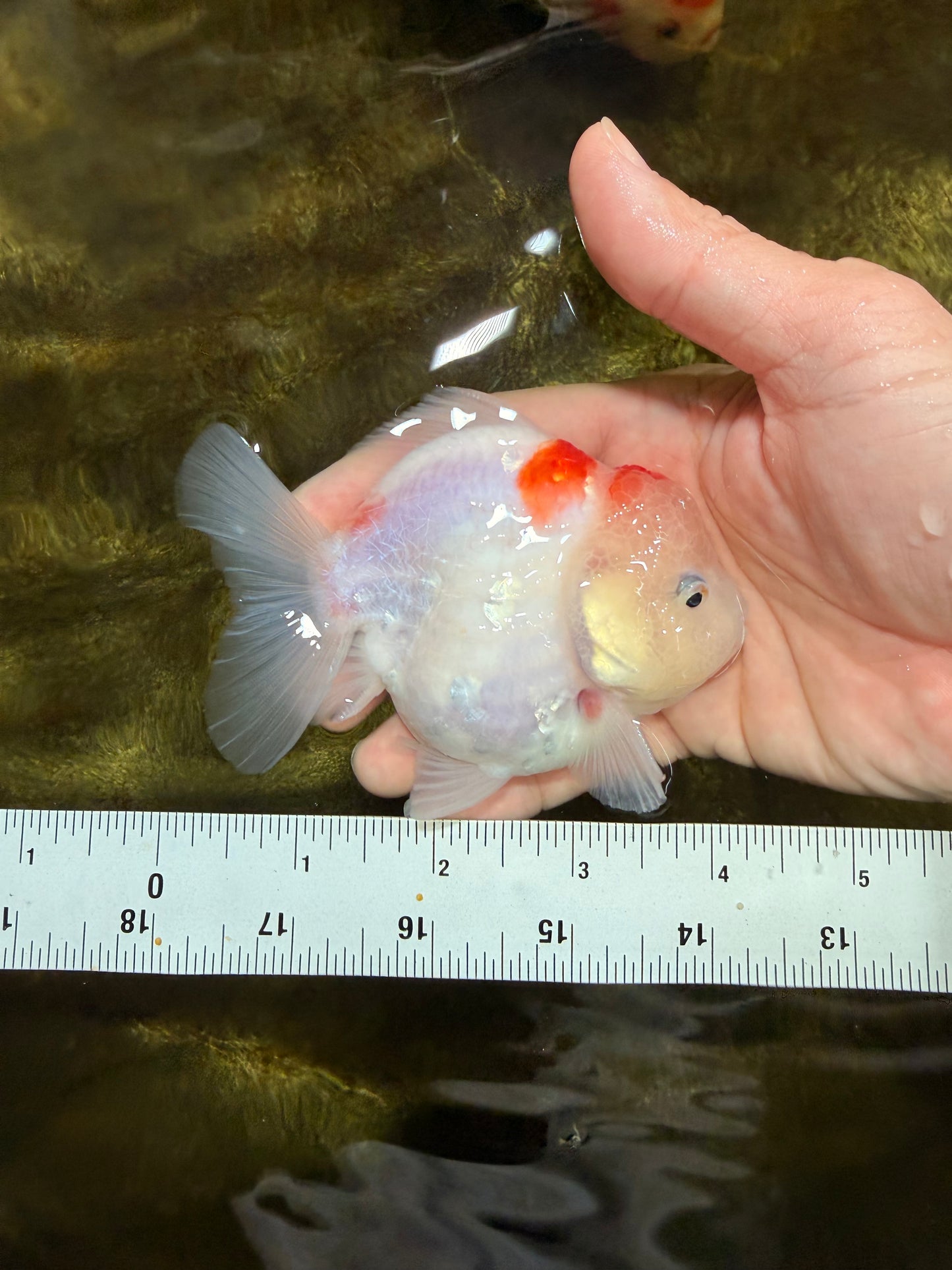 A Grade Sakura Yuanbao Female 4 inches #103125YB_07