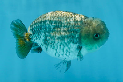 A Grade White Tiger LionKing 4.5 inches #103125LC_13