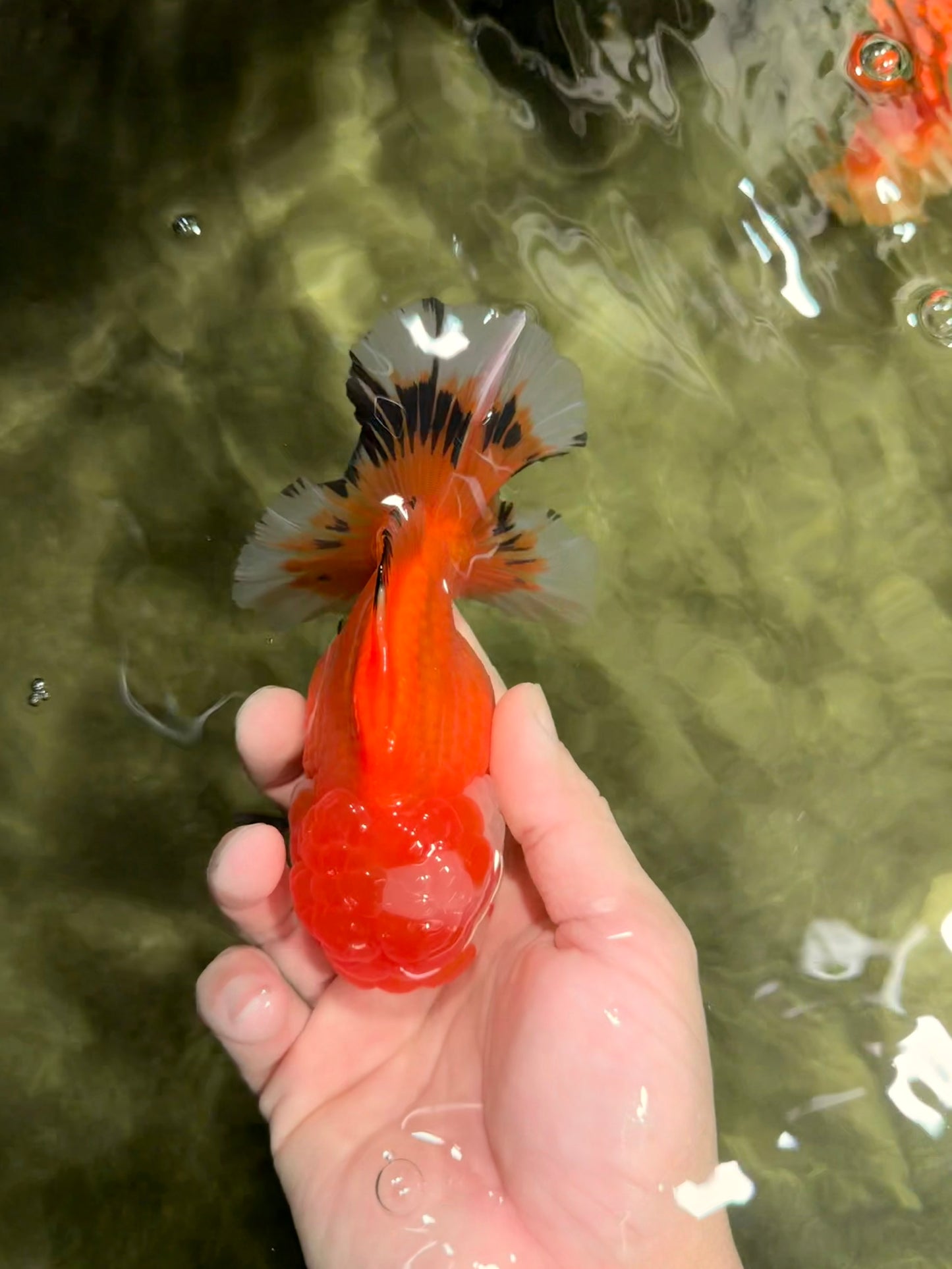 A Grade Red White Oranda Male 5.5 inches #040326OR_12
