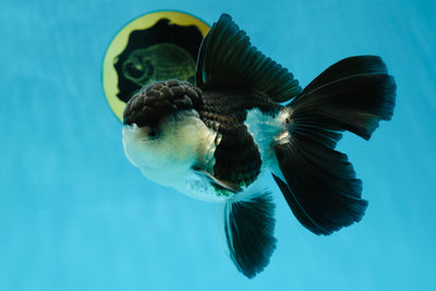 A Grade Flufy Tail Panda Oranda Male 4.5-5 inches #030725OR_10