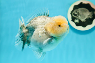 AAA Grade Lemonhead Marble Yuanbao Male 4-4.5 inches #0209YB_02