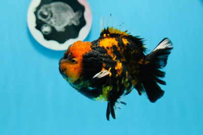 Yuanbao tigre macho de grado AAA de 4 pulgadas n.° 0726YB_24