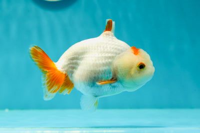 🐣 Baby Red White Shark Red Lipstick Crown Head Lionchu Male 4 inches #0322LC_01