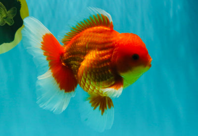 A Grade Strong Body Structure Red White Oranda Male 5-5.5 inches #062626OR_27