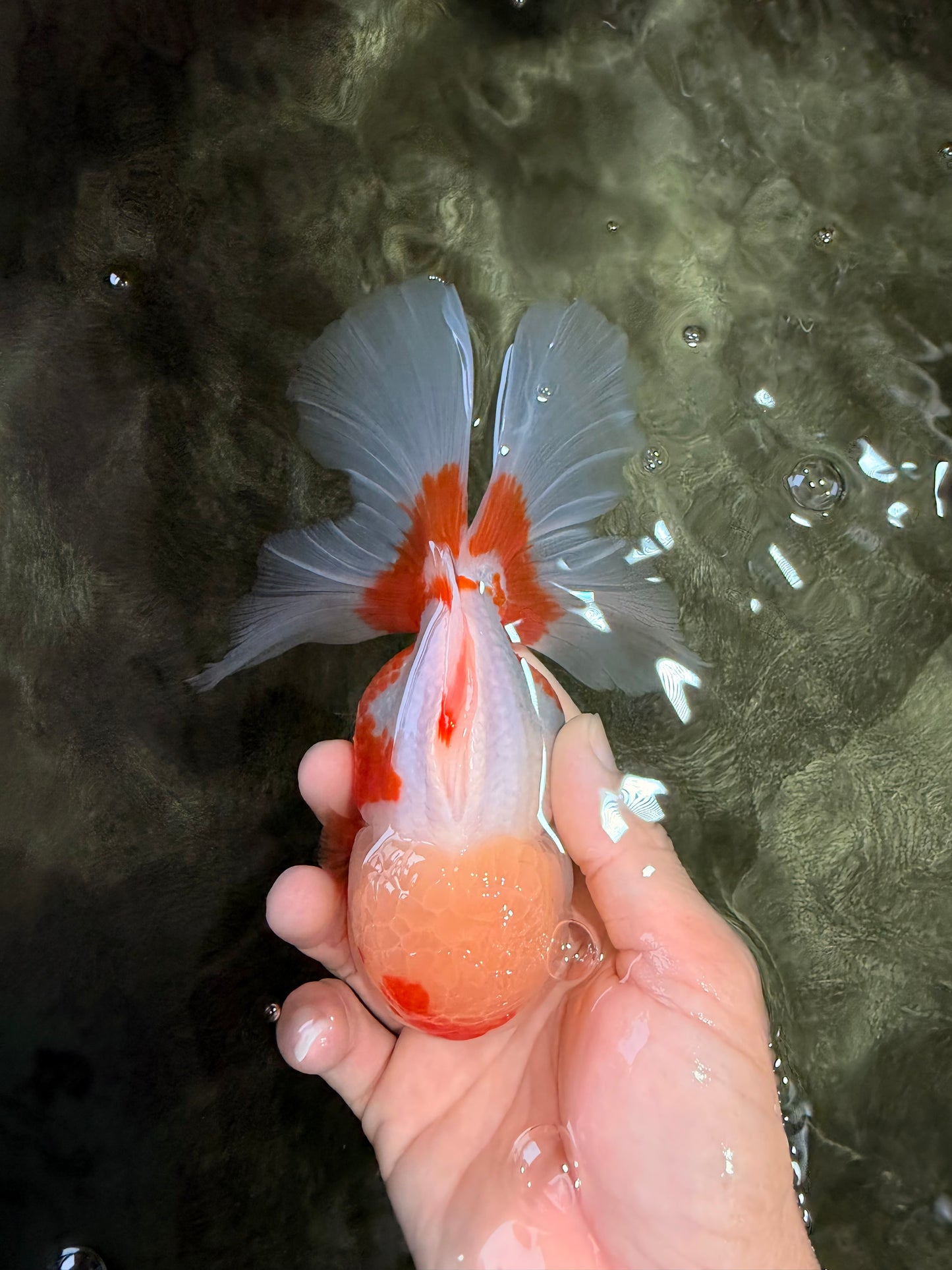 A Grade Red White Oranda Female 6 inches #072426OR_17