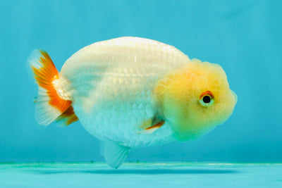 👶 Baby Red White Lemonhead Lionchu Male 3.5 inches #0209LC_28