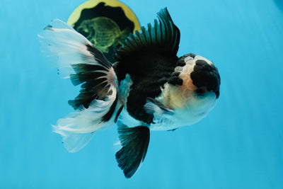 A Grade Fluffy Tail Panda Oranda Male 5.5 inches #013125OR_27