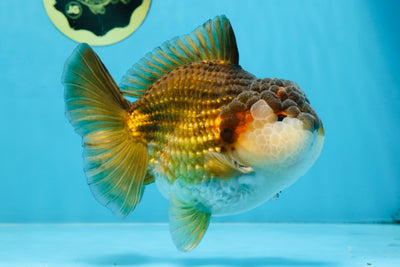 A Grade CHUBBY Tricolor Yuanbao Male 5.5-6 inches #100325YB_03